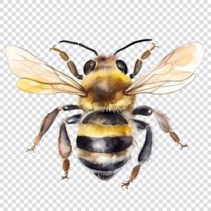 Watercolor honey bee clipart