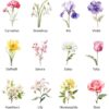 Watercolor birth month flowers clipart bundle