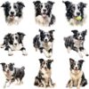 Watercolor Border Collie clipart bundle