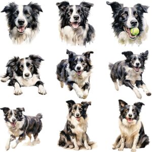 Watercolor Border Collie clipart bundle