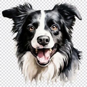 Watercolor Border Collie clipart