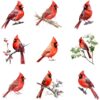 Watercolor cardinal clipart bundle