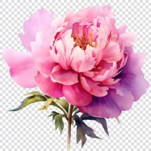 Watercolor peony clipart