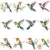 Watercolor hummingbird clipart bundle
