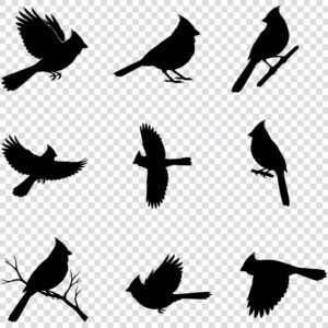 Cardinal silhouette SVG bundle