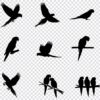 Parrot silhouette SVG bundle