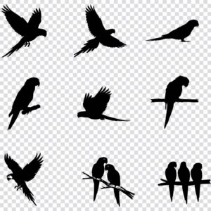 Parrot silhouette SVG bundle