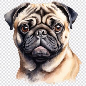 Watercolor pug clipart