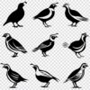 Quail silhouette SVG bundle