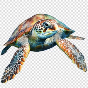 Sea turtle watercolor clipart